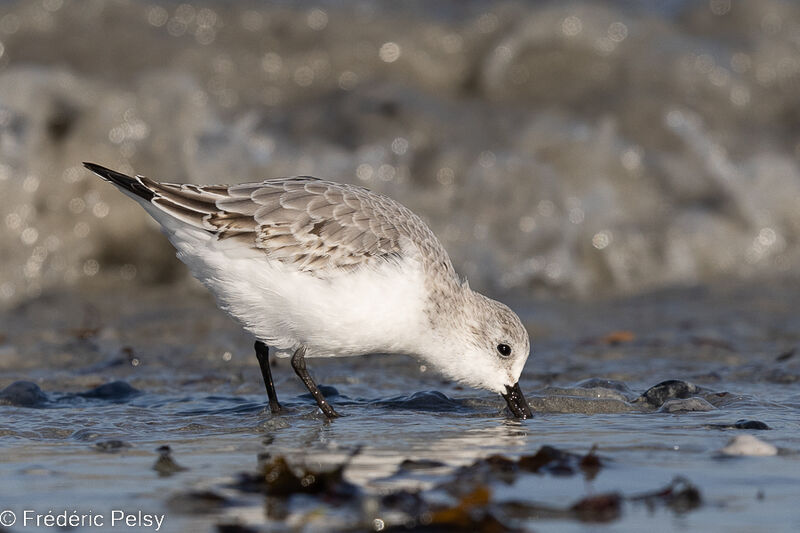 Sanderling, eats