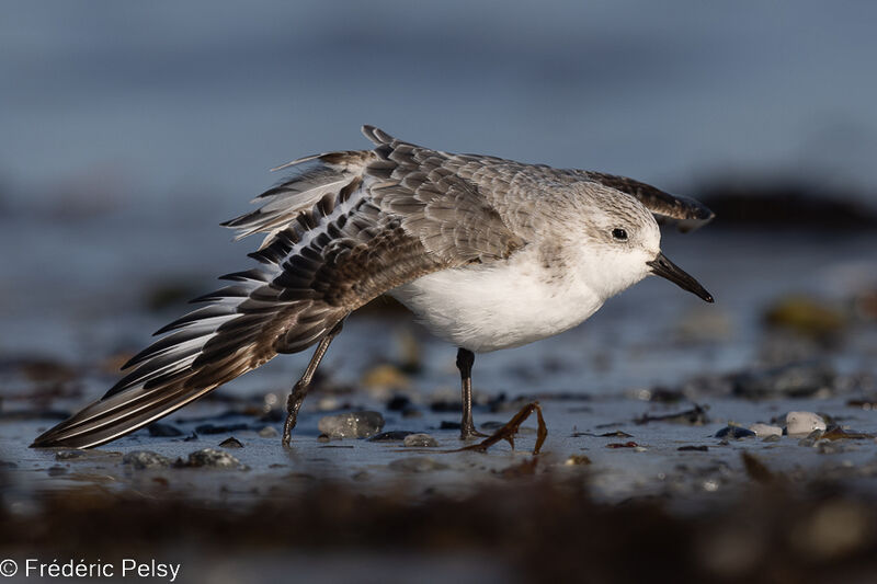 Bécasseau sanderling