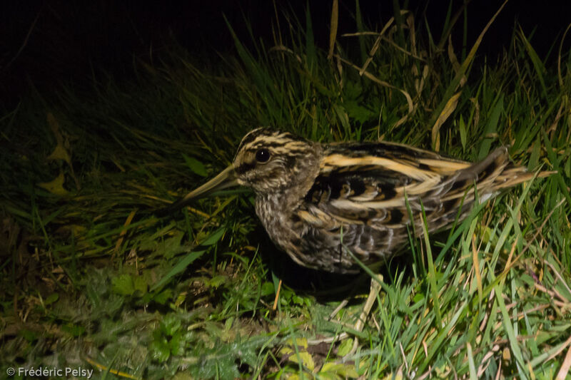 Jack Snipe