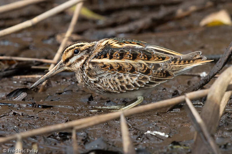 Jack Snipe