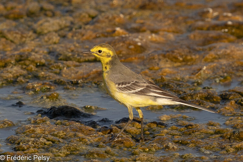 Citrine Wagtail