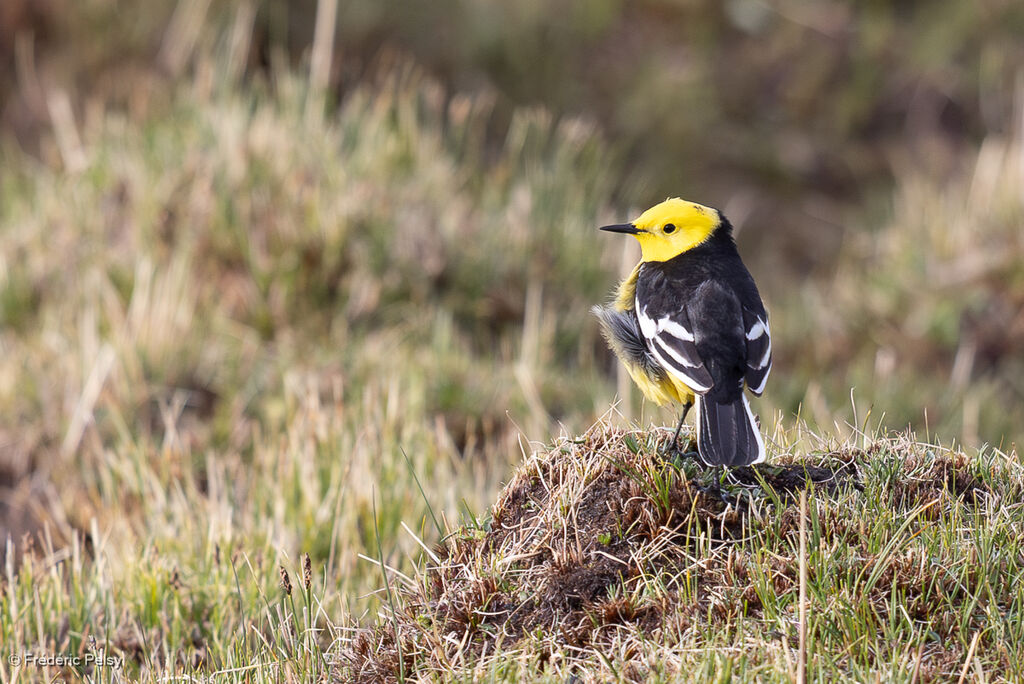 Bergeronnette citrine