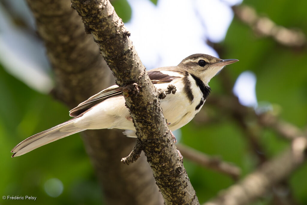 Bergeronnette de forêt