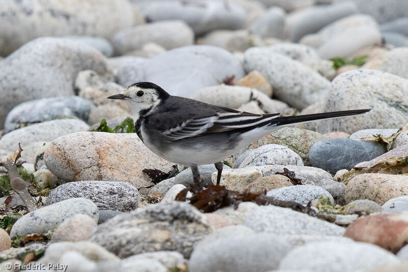 White Wagtail (yarrellii)