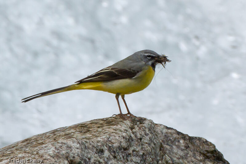 Bergeronnette des ruisseaux mâle