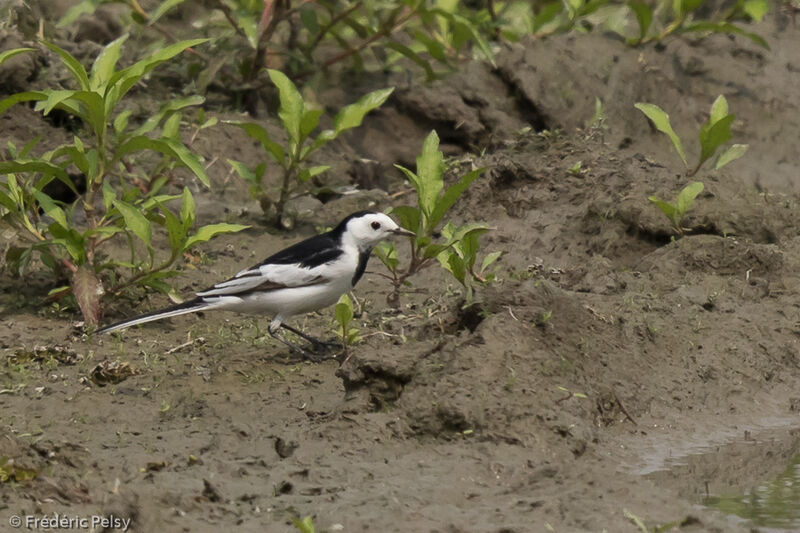 White Wagtail