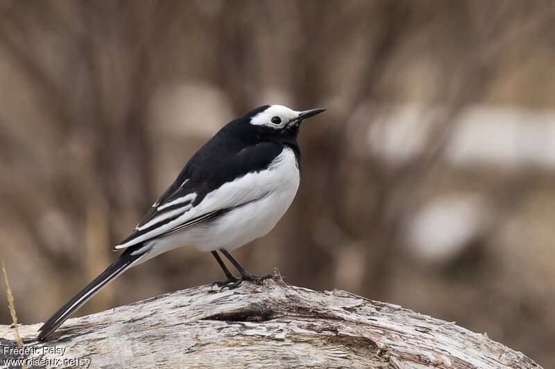 White Wagtail