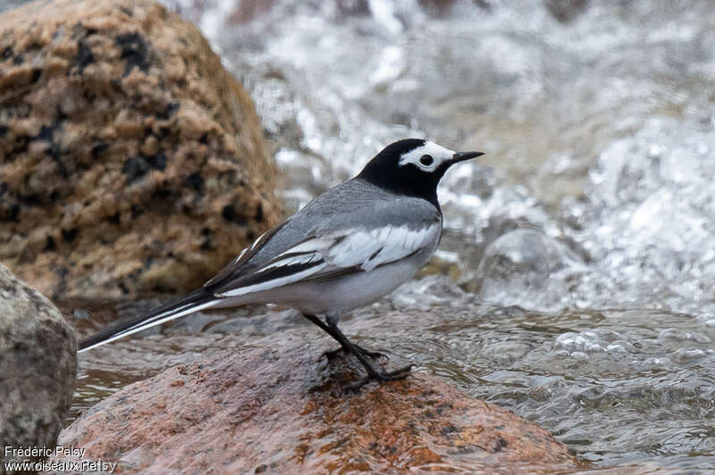 White Wagtailadult