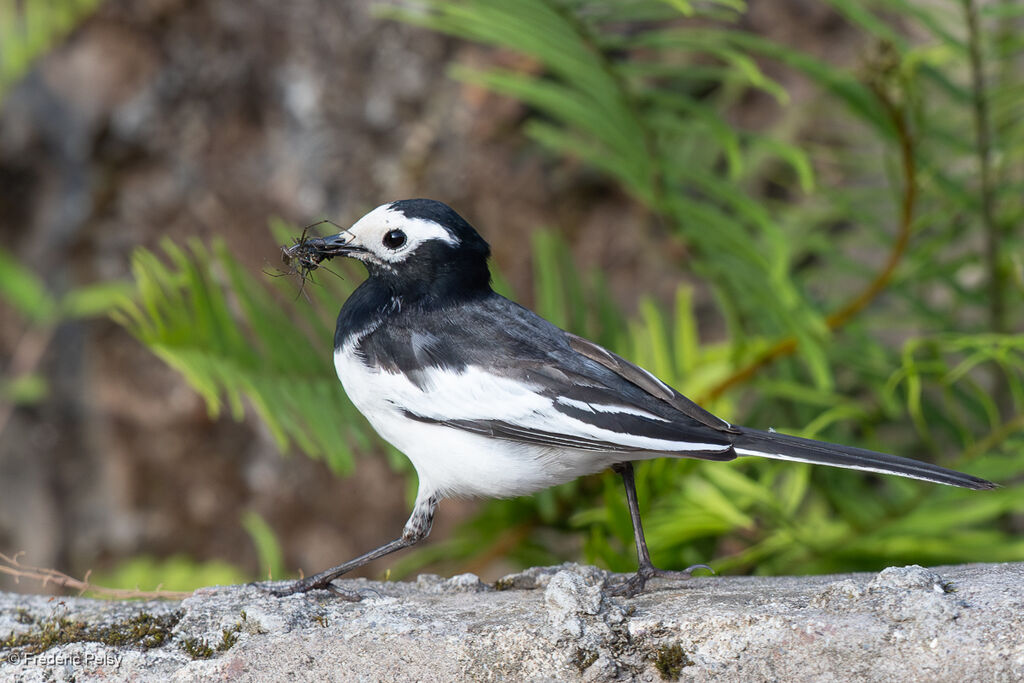 White Wagtail