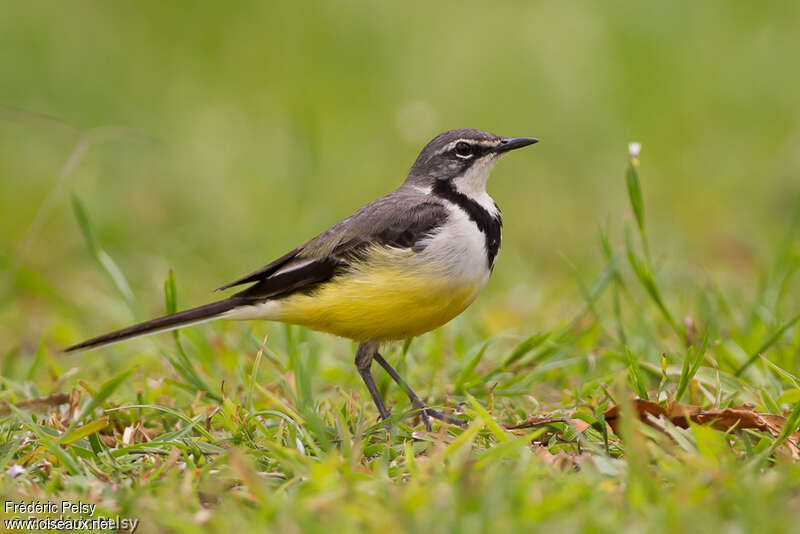 Madagascar Wagtailadult, identification