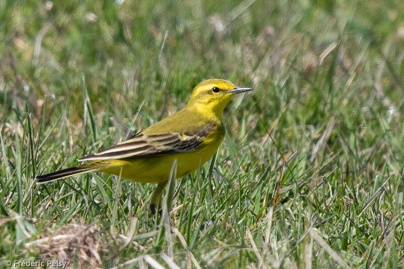 Western Yellow Wagtail