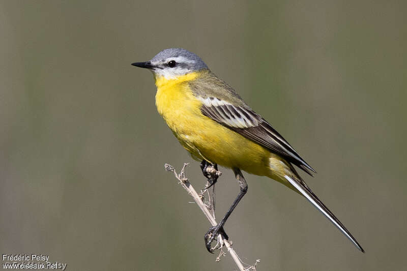 Western Yellow Wagtail male adult, identification