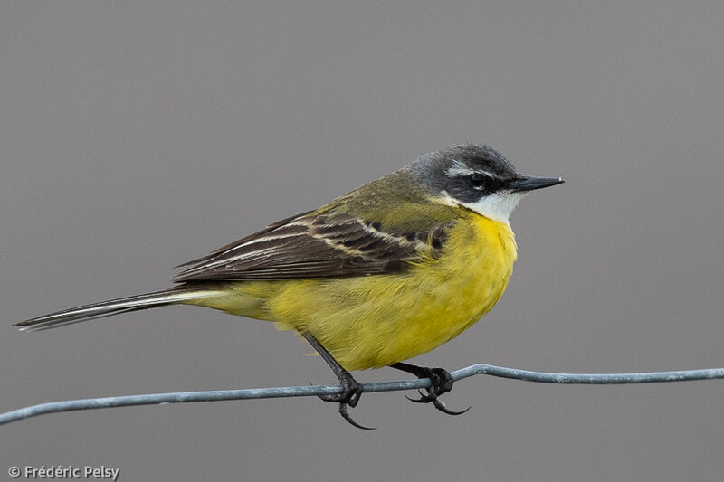 Western Yellow Wagtail