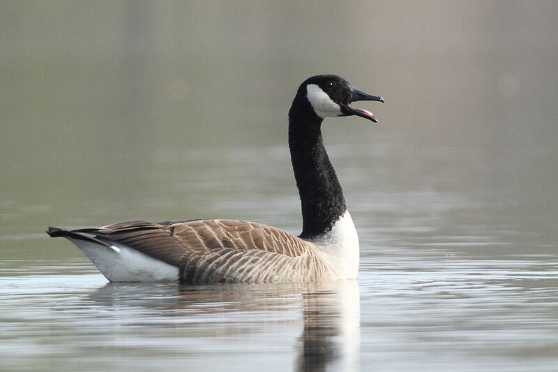 Canada Goose