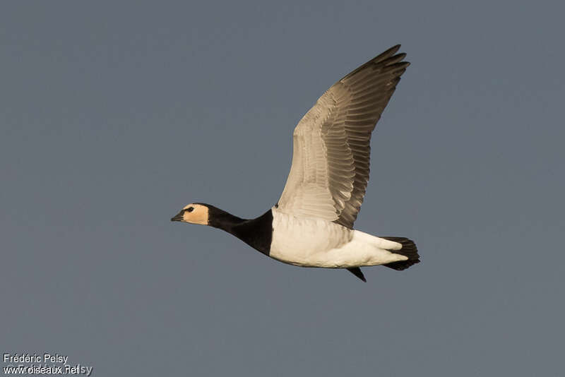 Barnacle Gooseadult, Flight