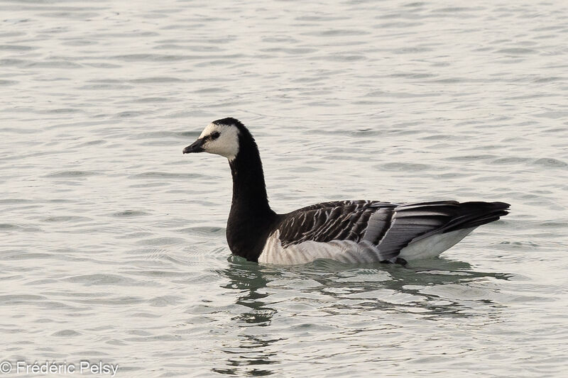 Barnacle Goose