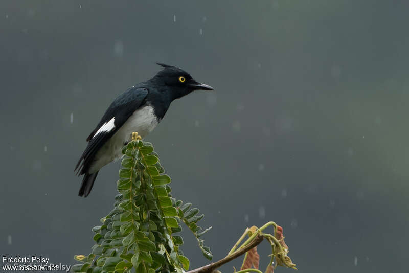 Black-and-white Shrike-flycatcher male adult, identification