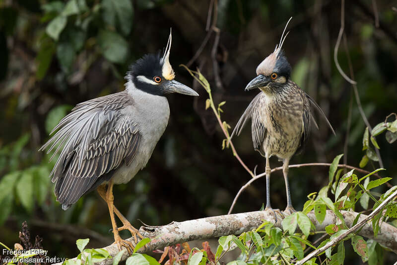 Yellow-crowned Night Heron, courting display