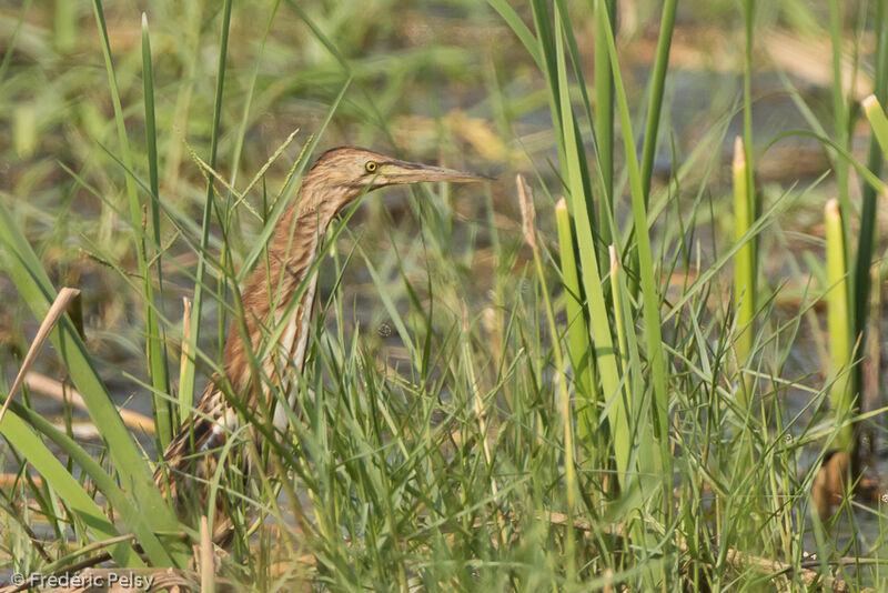 Yellow Bittern, identification