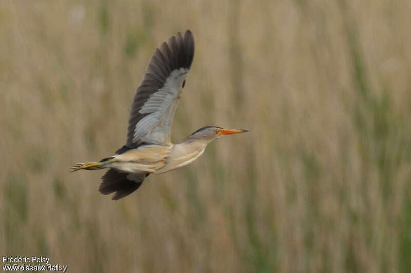 Little Bittern male adult, Flight