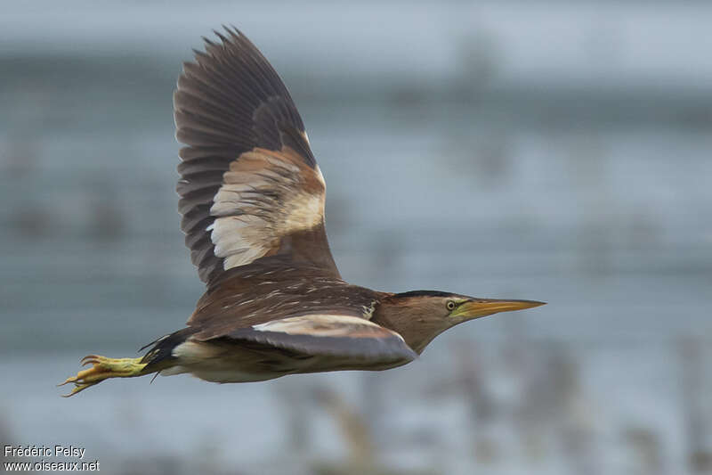 Little Bittern female adult, Flight