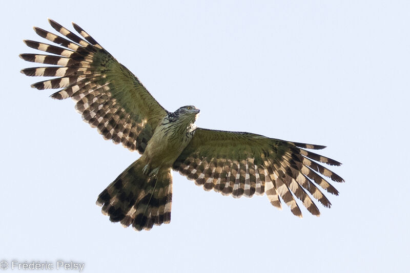 Long-tailed Honey Buzzard, Flight