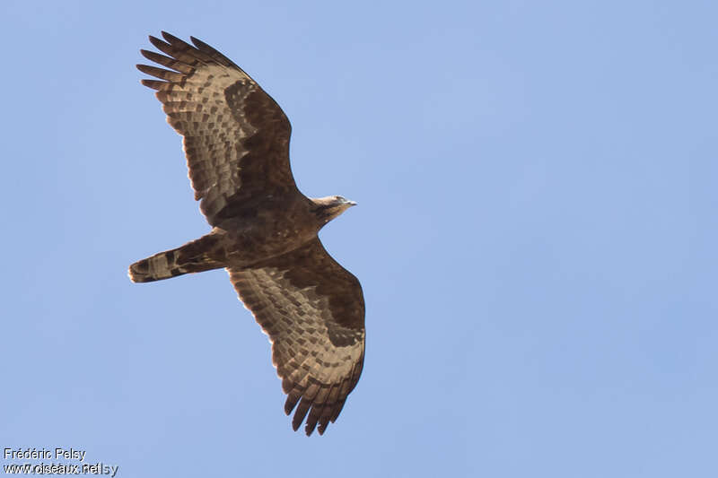 Crested Honey Buzzard female adult, Flight