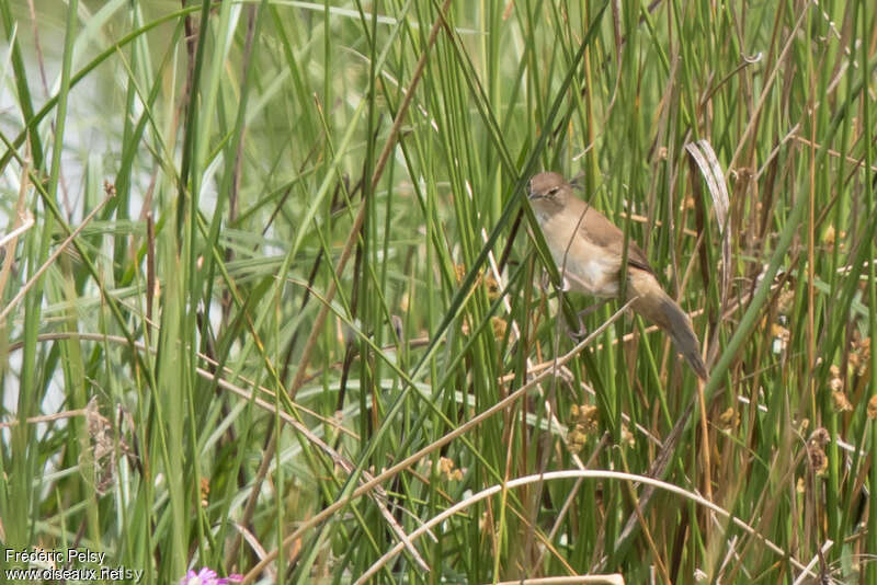 Little Rush Warbleradult, habitat