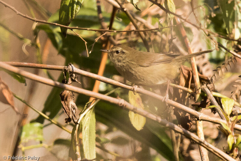 Brown-flanked Bush Warbler