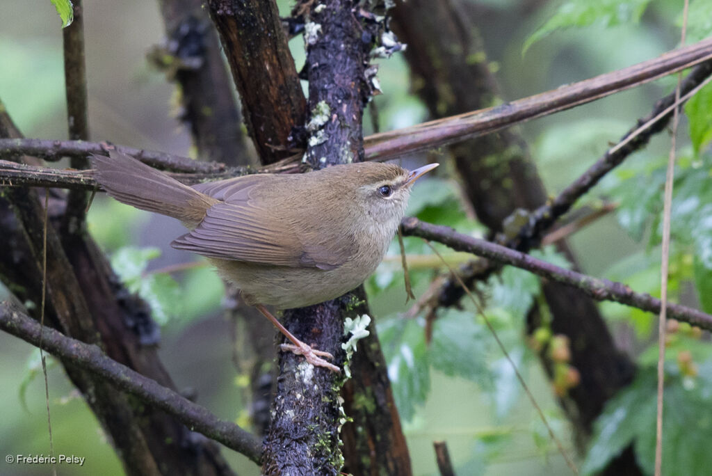 Brown-flanked Bush Warbler