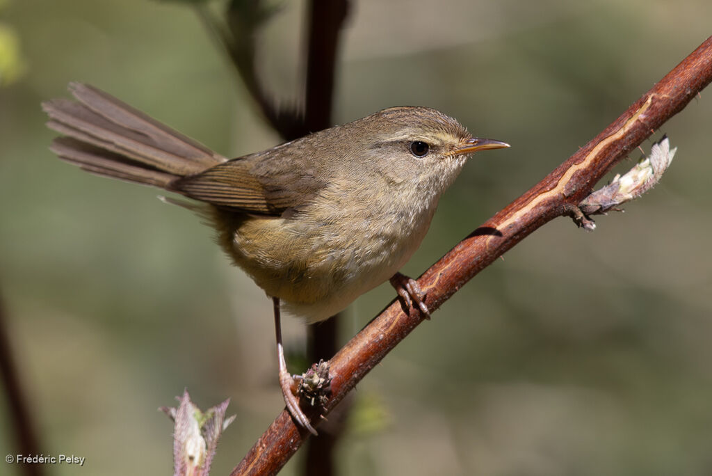 Aberrant Bush Warbler