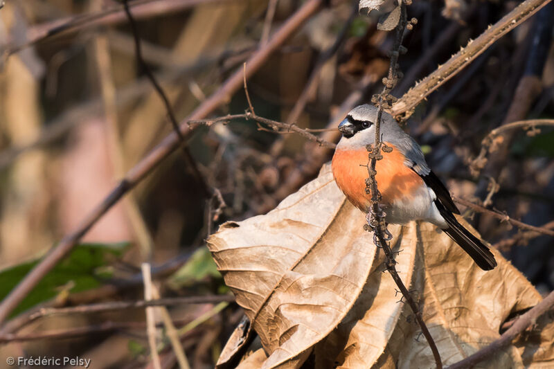 Grey-headed Bullfinch male adult