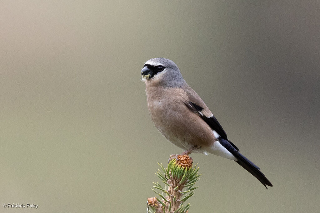 Bouvreuil à tête grise