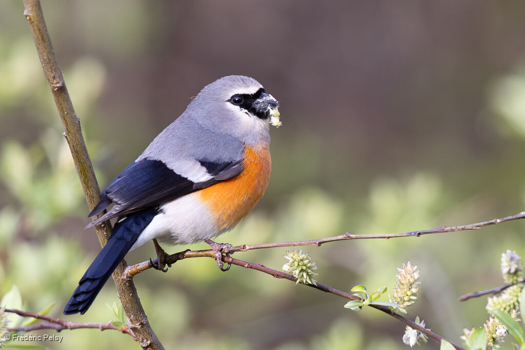 Bouvreuil à tête grise