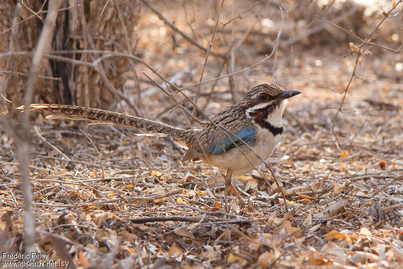 Long-tailed Ground Rolleradult, identification