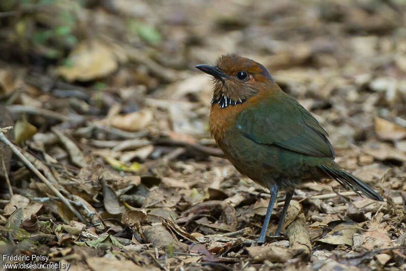 Rufous-headed Ground Rolleradult, identification