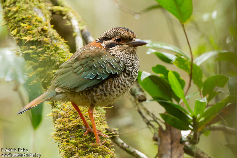 Scaly Ground Rolleradult, identification