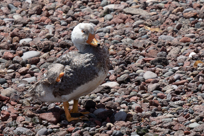 Chubut Steamer Duck male