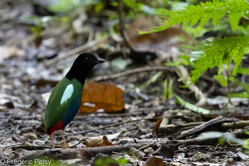 Biak Hooded Pitta male