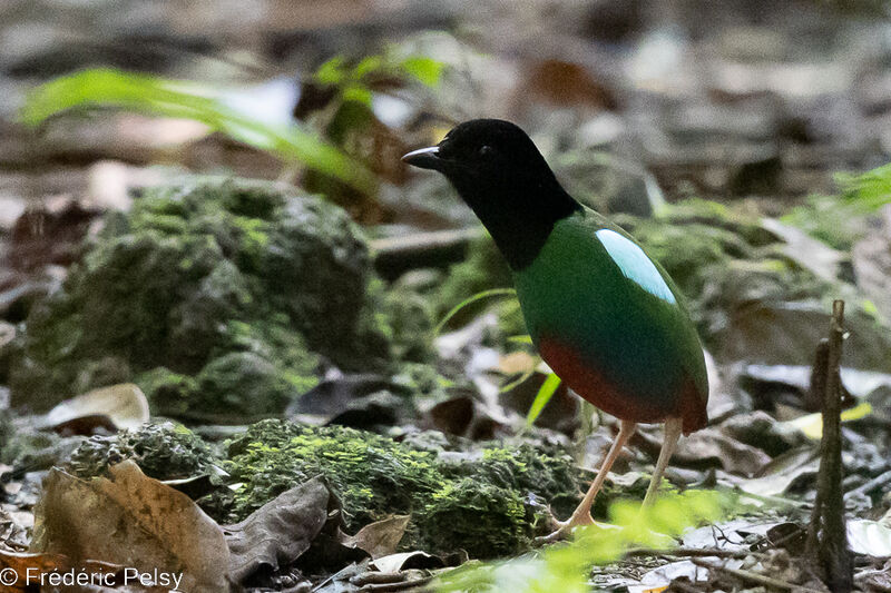 Biak Hooded Pitta female