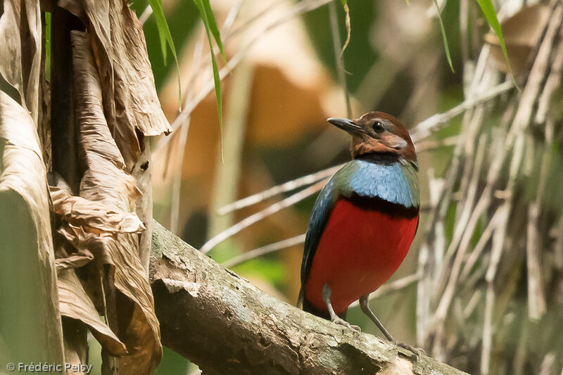 Sulawesi Pittaadult