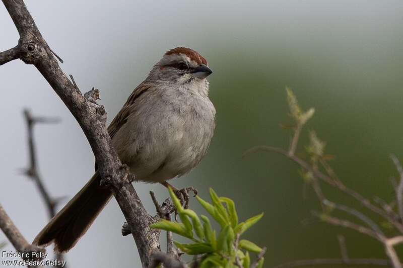 Chaco Sparrowadult