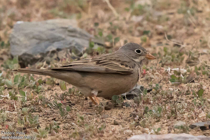 Bruant à cou gris femelle adulte, identification