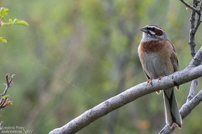 Meadow Bunting male adult, close-up portrait, pigmentation