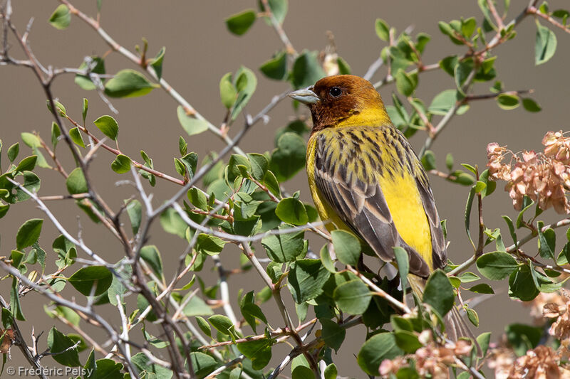 Red-headed Bunting