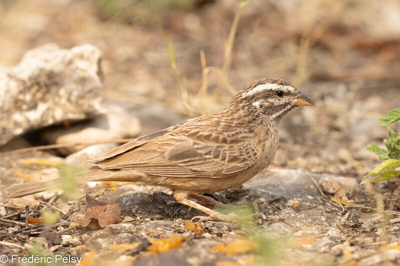 Cinnamon-breasted Bunting