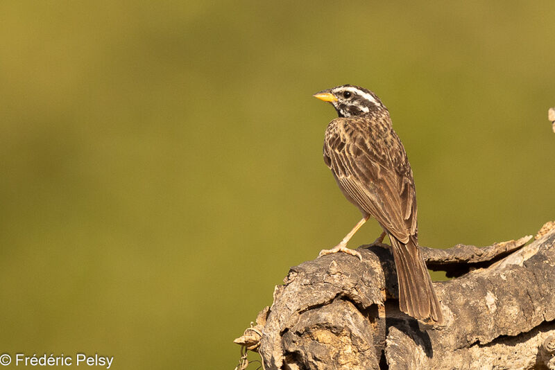 Cinnamon-breasted Bunting