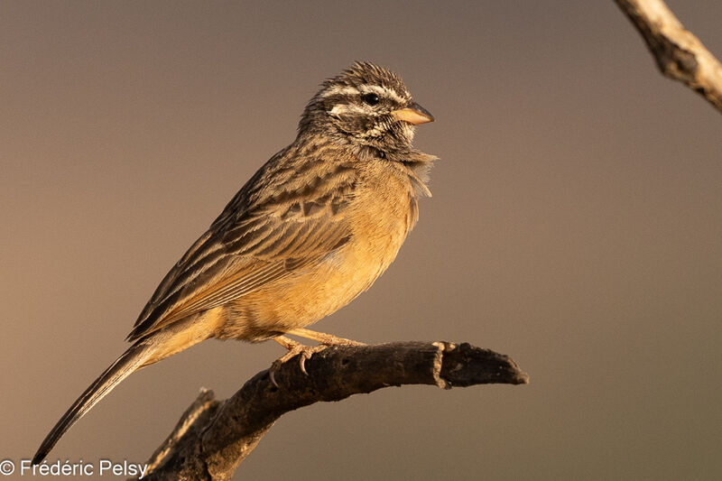 Cinnamon-breasted Bunting