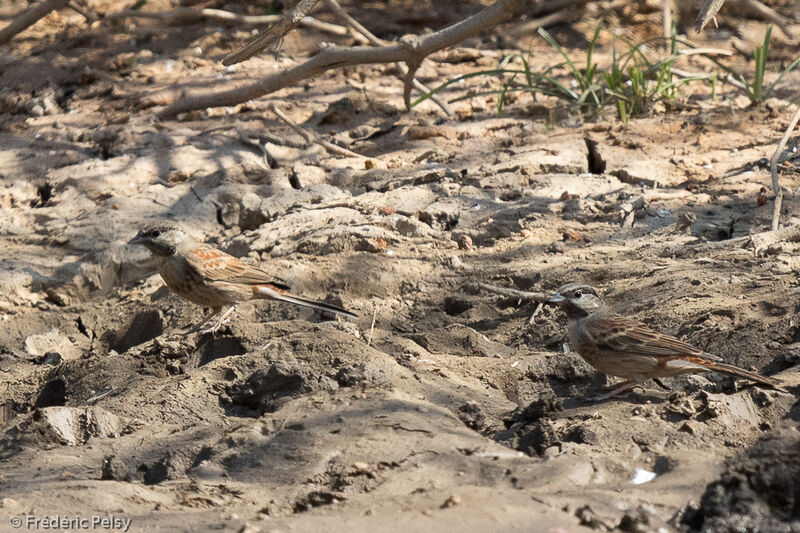 White-capped Bunting