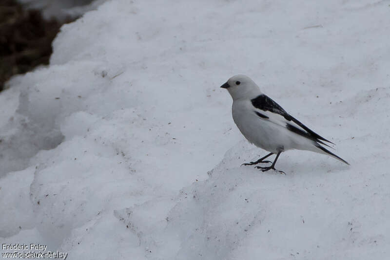 Bruant des neiges mâle adulte nuptial, identification